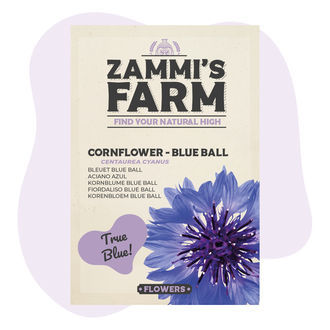 Chrpa modrák 'Blue Ball' (Centaurea cyanus) – semena