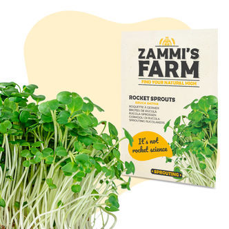 Semena kl&iacute;čků rokety (Eruca sativa)