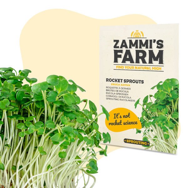 Semena klíčků rokety (Eruca sativa)