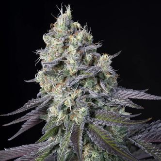 Purple Mints (Paradise Seeds) feminizovan&eacute;