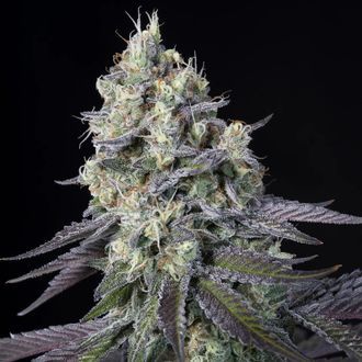 Purple Mints (Paradise Seeds) feminizovan&eacute;