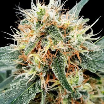 Stromboli Auto (Paradise Seeds) feminizovan&aacute;