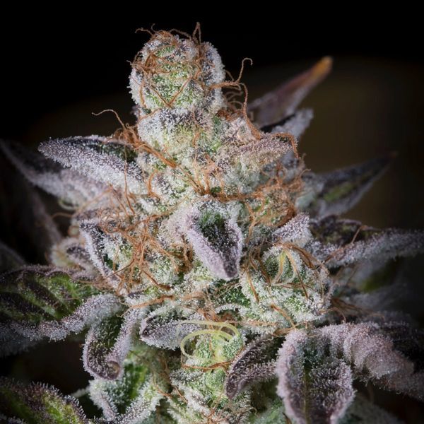 Sweetopia (Paradise Seeds) feminizovaná