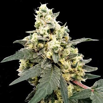 Lemonade Auto (Paradise Seeds) feminizovan&aacute;