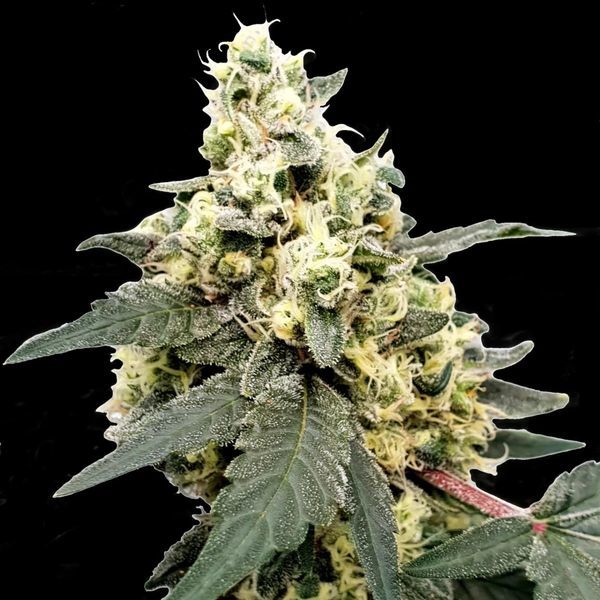 Lemonade Auto (Paradise Seeds) feminizovaná