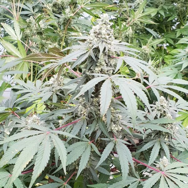 Lemonade Auto (Paradise Seeds) feminizovaná