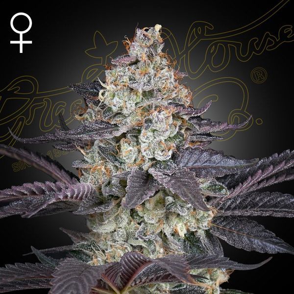 Ztrawberry (Greenhouse Seeds) feminizovaná