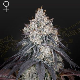 Lemon Orange (Greenhouse Seeds) feminizovan&aacute;