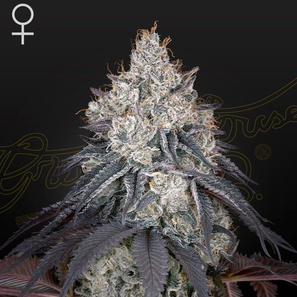 Lemon Orange (Greenhouse Seeds) feminizovaná