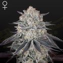 Fullgas! (Green House Seeds) feminizovaná