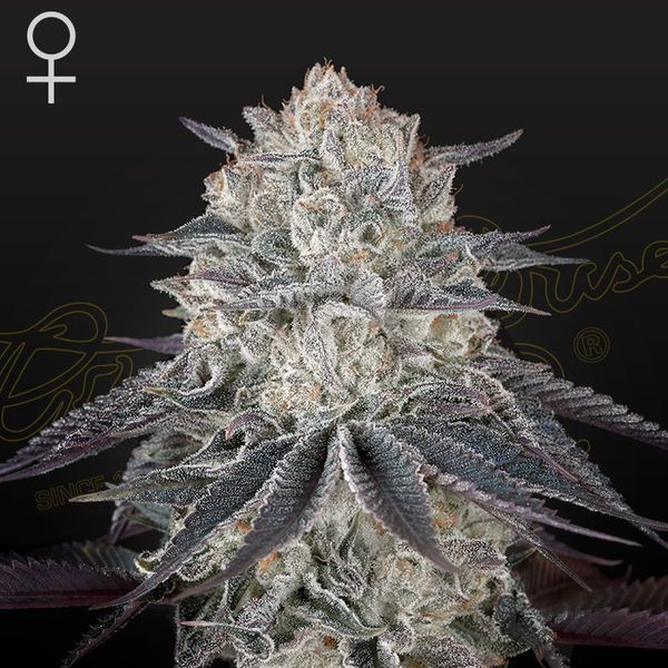Fullgas! (Green House Seeds) feminizovaná