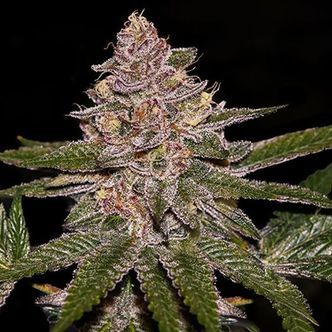 Radical Juice (Ripper Seeds) feminizovan&aacute;