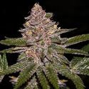 Radical Juice (Ripper Seeds) feminizovaná