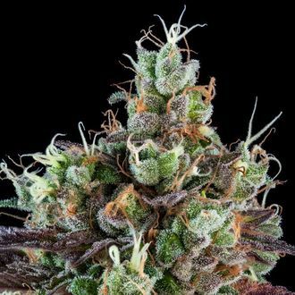 Sour Ripper (Ripper Seeds) feminizovan&aacute;