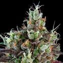 Sour Ripper (Ripper Seeds) feminizovaná