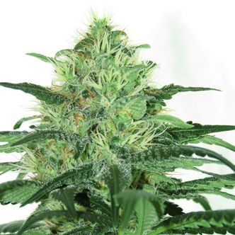Sideral (Ripper Seeds) feminizovan&aacute;