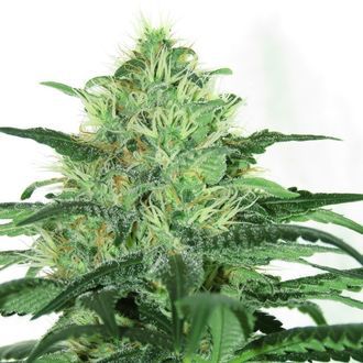 Sideral (Ripper Seeds) feminizovan&aacute;