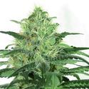 Sideral (Ripper Seeds) feminizovaná