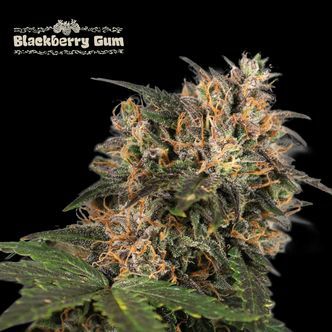 Blackberry Gum (Seedstockers) feminizovan&aacute;