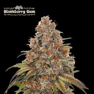 Blackberry Gum Samonakv&eacute;tac&iacute; (Seedstockers) feminizovan&aacute;