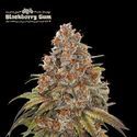 Blackberry Gum Samonakvétací (Seedstockers) feminizovaná