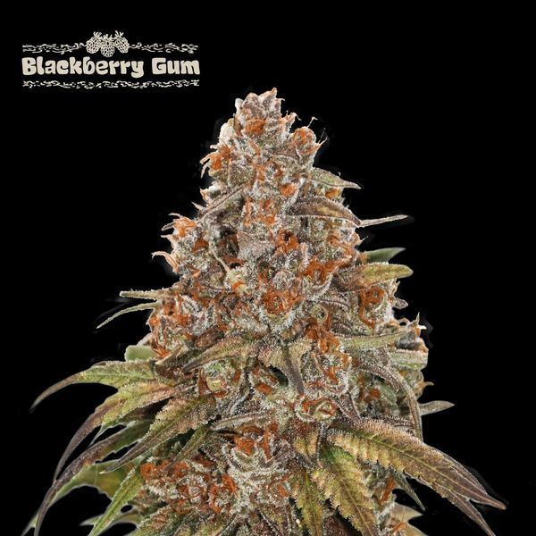 Blackberry Gum Samonakvétací (Seedstockers) feminizovaná