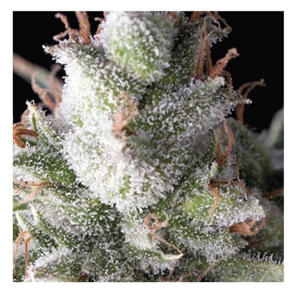 Auto Ramses (Pyramid Seeds) feminizovaná