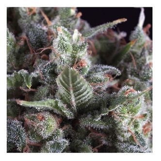 Auto Olympia (Pyramid Seeds) feminizovan&aacute;