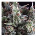 Auto Olympia (Pyramid Seeds) feminizovaná