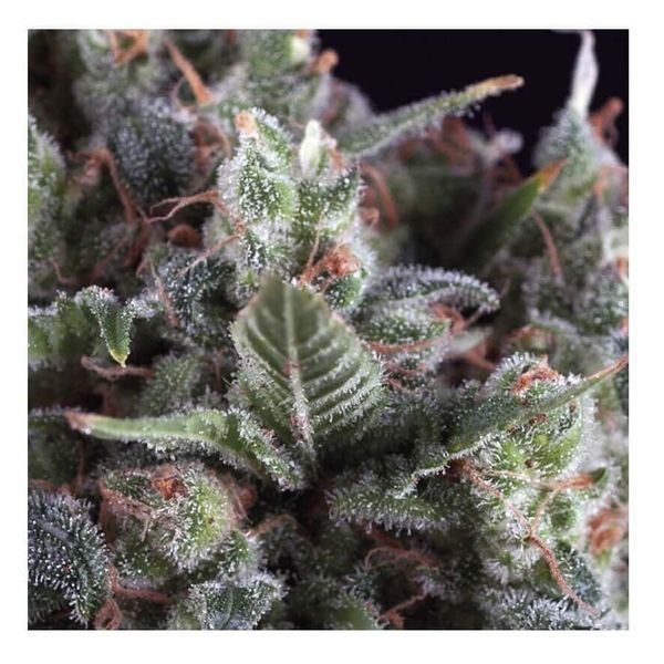 Auto Olympia (Pyramid Seeds) feminizovaná