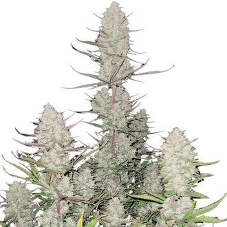 Tropicana Cookies Auto (FastBuds) feminizovan&aacute;
