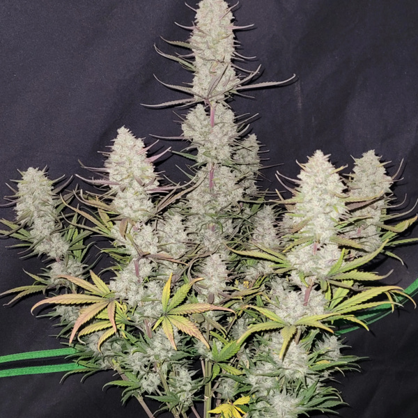 Tropicana Cookies Auto (FastBuds) feminizovaná