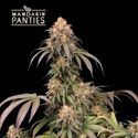 Mandarin Panties (Seedstockers) feminizovaná