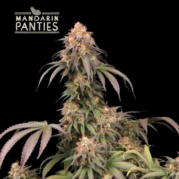 Mandarin Panties (Seedstockers) feminizovaná