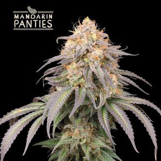 Mandarin Panties Auto (Seedstockers) feminizovan&aacute;