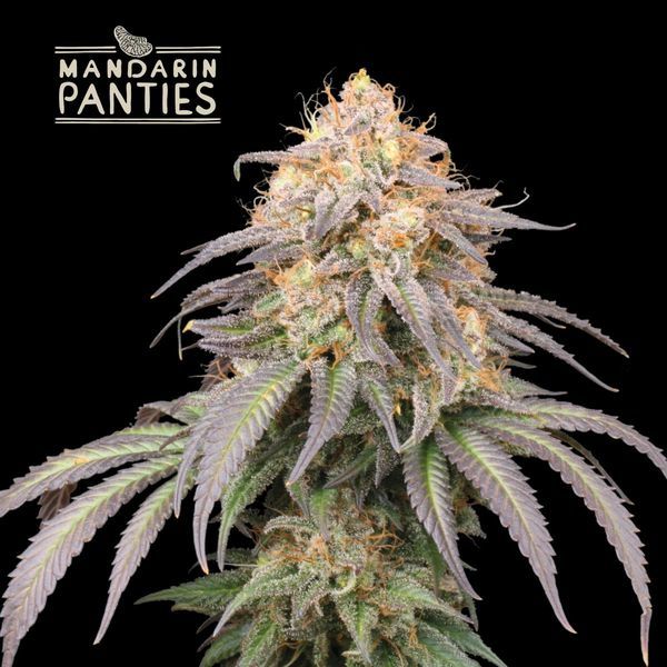 Mandarin Panties Auto (Seedstockers) feminizovaná