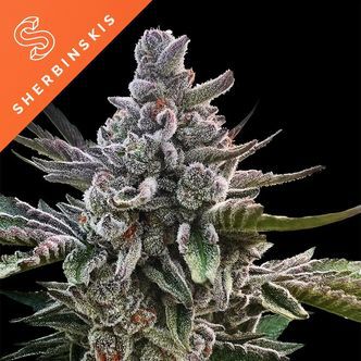 A&ccedil;ai Jelly (Sherbinskis x Silent Seeds) feminizovan&aacute;