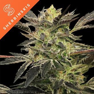 Pink Sunset Auto (Sherbinskis x Silent Seeds) feminizovan&aacute;