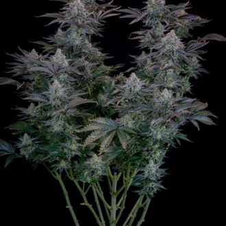 Gorilla Cookies FF (FastBuds) feminizovaná