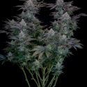 Gorilla Cookies FF (FastBuds) feminizovaná