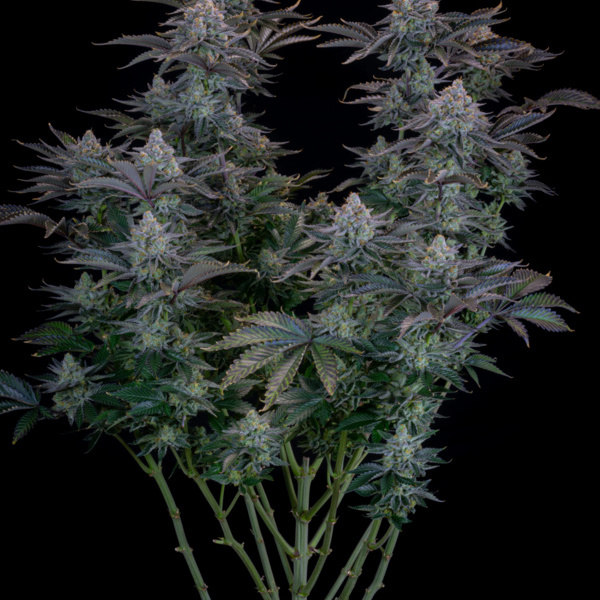Gorilla Cookies FF (FastBuds) feminizovaná