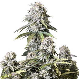 Orange Sherbet FF (FastBuds) feminizovan&aacute;