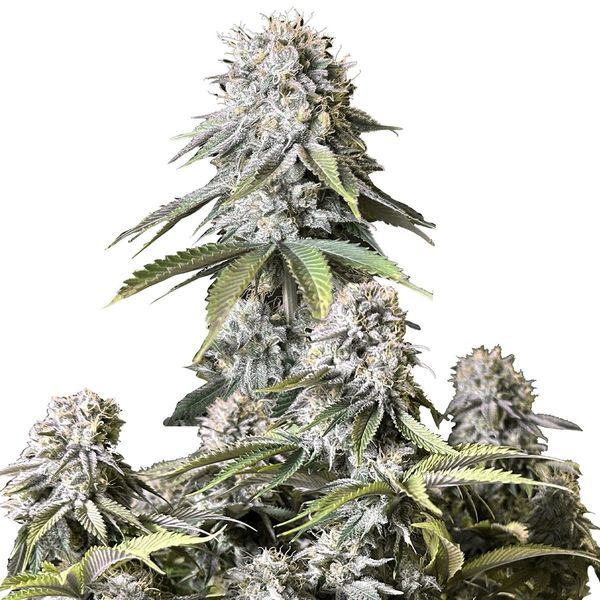 Orange Sherbet FF (FastBuds) feminizovaná