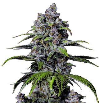 Purple Lemonade FF (FastBuds) feminizovan&aacute;