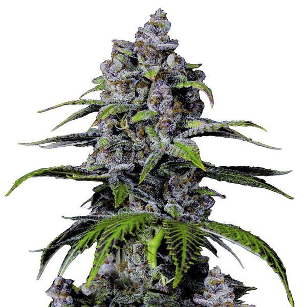 Purple Lemonade FF (FastBuds) feminizovaná