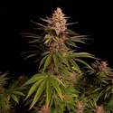 Purple Lemonade FF (FastBuds) feminizovaná