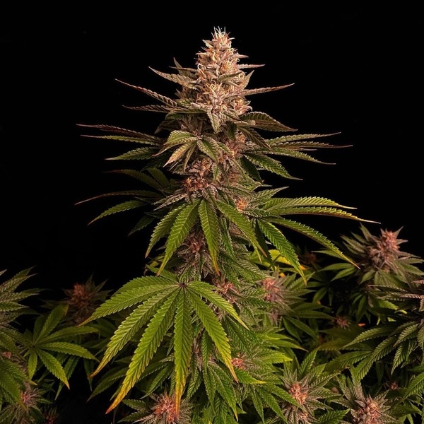 Purple Lemonade FF (FastBuds) feminizovaná