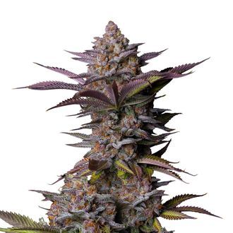 Tropicana Cookies FF (FastBuds) feminizovan&aacute;