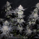 Tropicana Cookies FF (FastBuds) feminizovaná