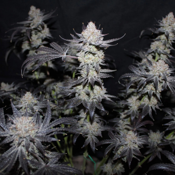 Tropicana Cookies FF (FastBuds) feminizovaná